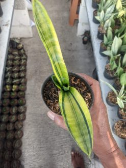 Sansevieria Marcopolo Variegated, real gallery image #1 plants. Picture taken directly from kaktus.id community Sansevieria farmer green houses.
