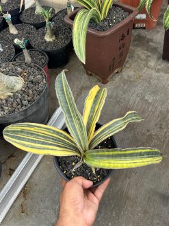 Sansevieria Super Pink Variegated Size 25 Cm, real gallery image #2 plants. Picture taken directly from kaktus.id community Sansevieria farmer green houses.