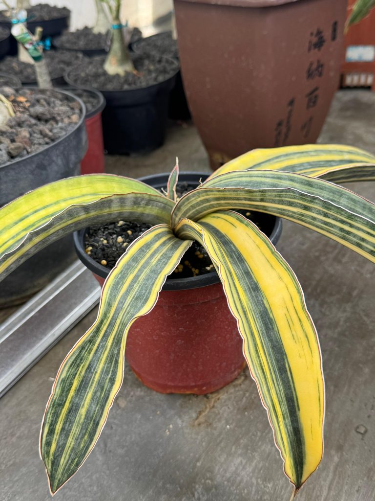 kaktus.id