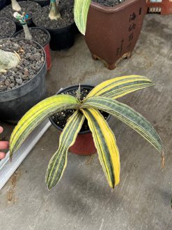 Sansevieria Super Pink Variegated Size 25 Cm, real gallery image #4 plants. Picture taken directly from kaktus.id community Sansevieria farmer green houses.