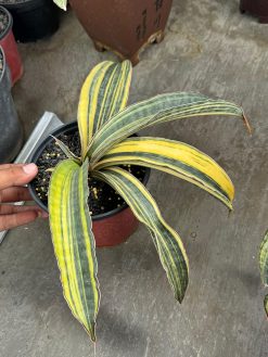 Sansevieria Super Pink Variegated Size 25 Cm, real gallery image #3 plants. Picture taken directly from kaktus.id community Sansevieria farmer green houses.