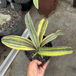 Sansevieria Super Pink Variegated Size 25 Cm For Sale - Real