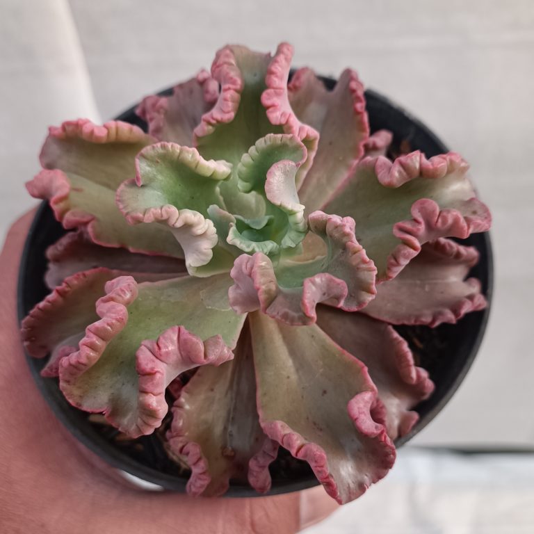 483. Echeveria Octopus Size 10 Cm