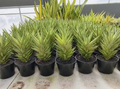 Sansevieria Francisii Gracilis Variegated, real gallery image #1 plants. Picture taken directly from kaktus.id community Sansevieria farmer green houses.