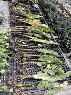 Zamioculcas Zamiifolia Variegated, real gallery image #11 plants. Picture taken directly from kaktus.id community Zamioculcas farmer green houses.