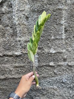 Zamioculcas Zamiifolia Variegated, real gallery image #12 plants. Picture taken directly from kaktus.id community Zamioculcas farmer green houses.