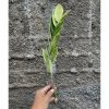 Zamioculcas Zamiifolia Variegated, real feature image plant. Picture taken directly from kaktus.id community Zamioculcas farmer green houses.