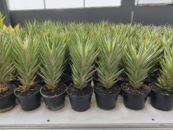 Sansevieria Francisii Gracilis White Variegated, real gallery image #2 plants. Picture taken directly from kaktus.id community Sansevieria farmer green houses.