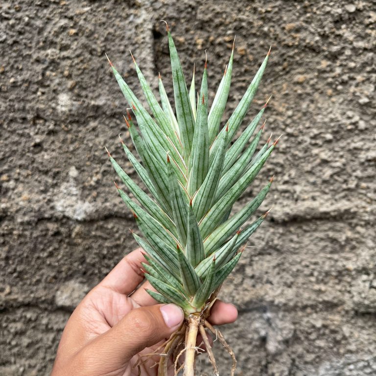 883. Sansevieria Francisii Gracilis White Variegated