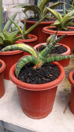 Sansevieria Lady Gaga Variegated, real gallery image #1 plants. Picture taken directly from kaktus.id community Sansevieria farmer green houses.