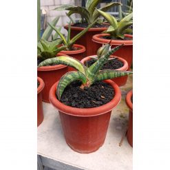 Sansevieria Lady Gaga Variegated, real feature image plant. Picture taken directly from kaktus.id community Sansevieria farmer green houses.