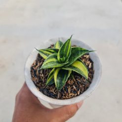 Sansevieria Sindoro Variegated Rossette, real feature image plant. Picture taken directly from kaktus.id community Sansevieria farmer green houses.