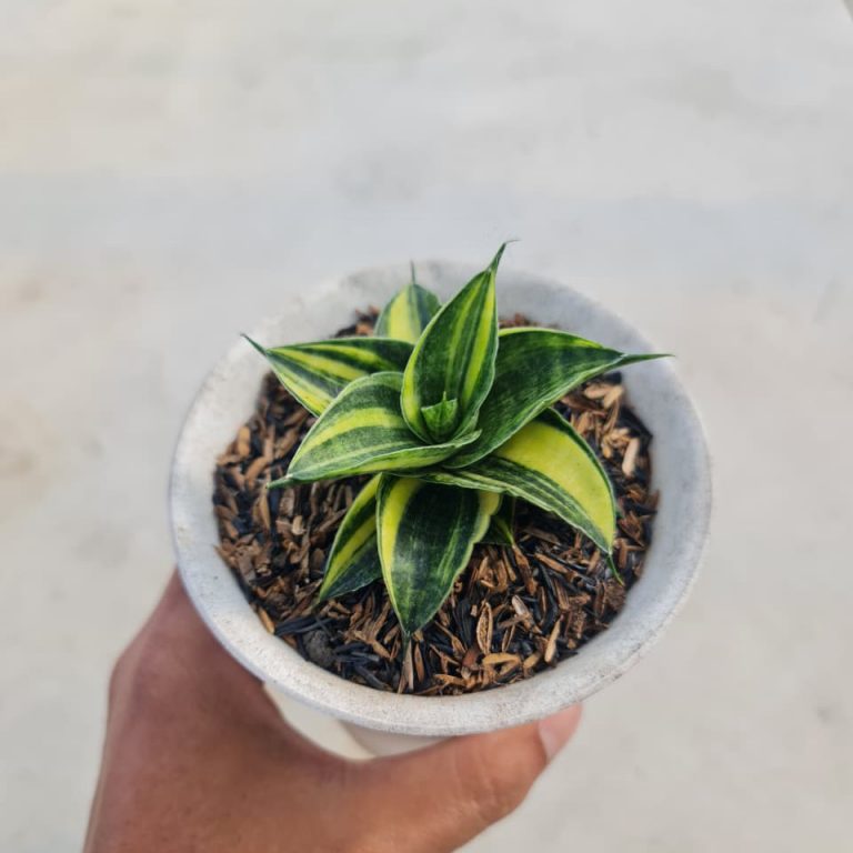 1374. Sansevieria Sindoro Variegated Rossette