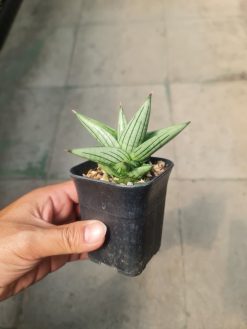 Sansevieria Jupiter, real gallery image #1 plants. Picture taken directly from kaktus.id community Sansevieria farmer green houses.
