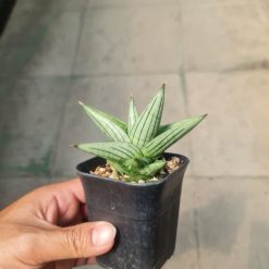 Sansevieria Jupiter, real feature image plant. Picture taken directly from kaktus.id community Sansevieria farmer green houses.