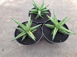 Sansevieria Balii Variegated, real gallery image #17 plants. Picture taken directly from kaktus.id community Sansevieria farmer green houses.