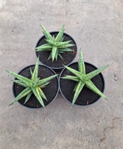 Sansevieria Balii Variegated, real gallery image #16 plants. Picture taken directly from kaktus.id community Sansevieria farmer green houses.