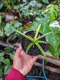 Sansevieria Balii Variegated, real gallery image #11 plants. Picture taken directly from kaktus.id community Sansevieria farmer green houses.