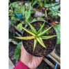 Sansevieria Balii Variegated, real feature image plant. Picture taken directly from kaktus.id community Sansevieria farmer green houses.