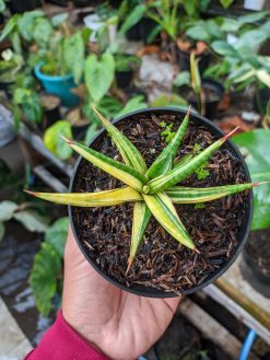 Sansevieria Balii Variegated, real gallery image #10 plants. Picture taken directly from kaktus.id community Sansevieria farmer green houses.