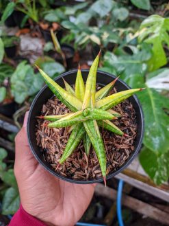 Sansevieria Balii Variegated, real gallery image #5 plants. Picture taken directly from kaktus.id community Sansevieria farmer green houses.
