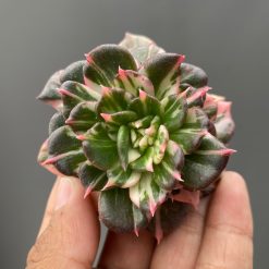 Echeveria Prince Black Pink