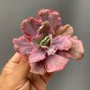 Echeveria Red Chantilly Dragon Fin