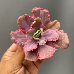 Echeveria Red Chantilly Dragon Fin