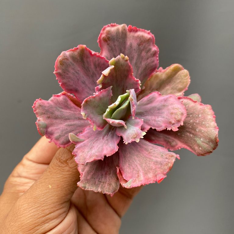 389. Echeveria Red Chantilly Dragon Fin