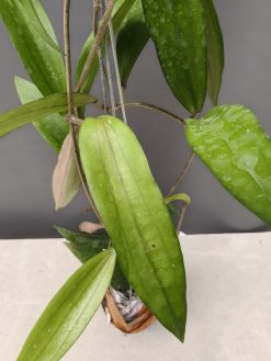 Hoya Rindu Raflesia