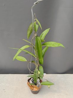 Hoya Rindu Raflesia
