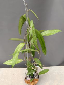 Hoya Rindu Raflesia
