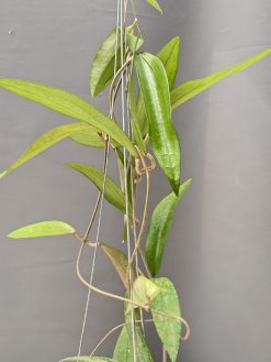 Hoya Rindu Raflesia