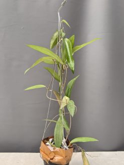 Hoya Rindu Raflesia