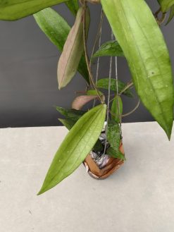 Hoya Rindu Raflesia