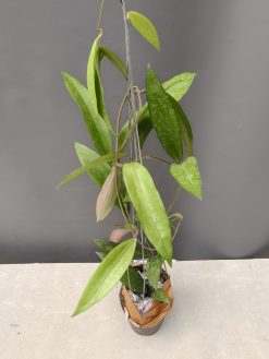 Hoya Rindu Raflesia