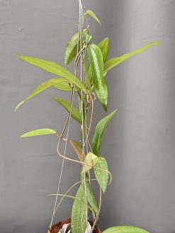 Hoya Rindu Raflesia