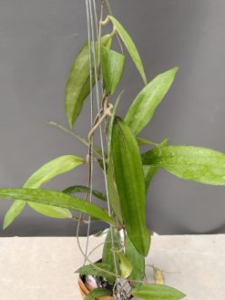 Hoya Rindu Raflesia