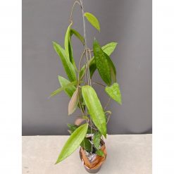 Hoya Rindu Raflesia