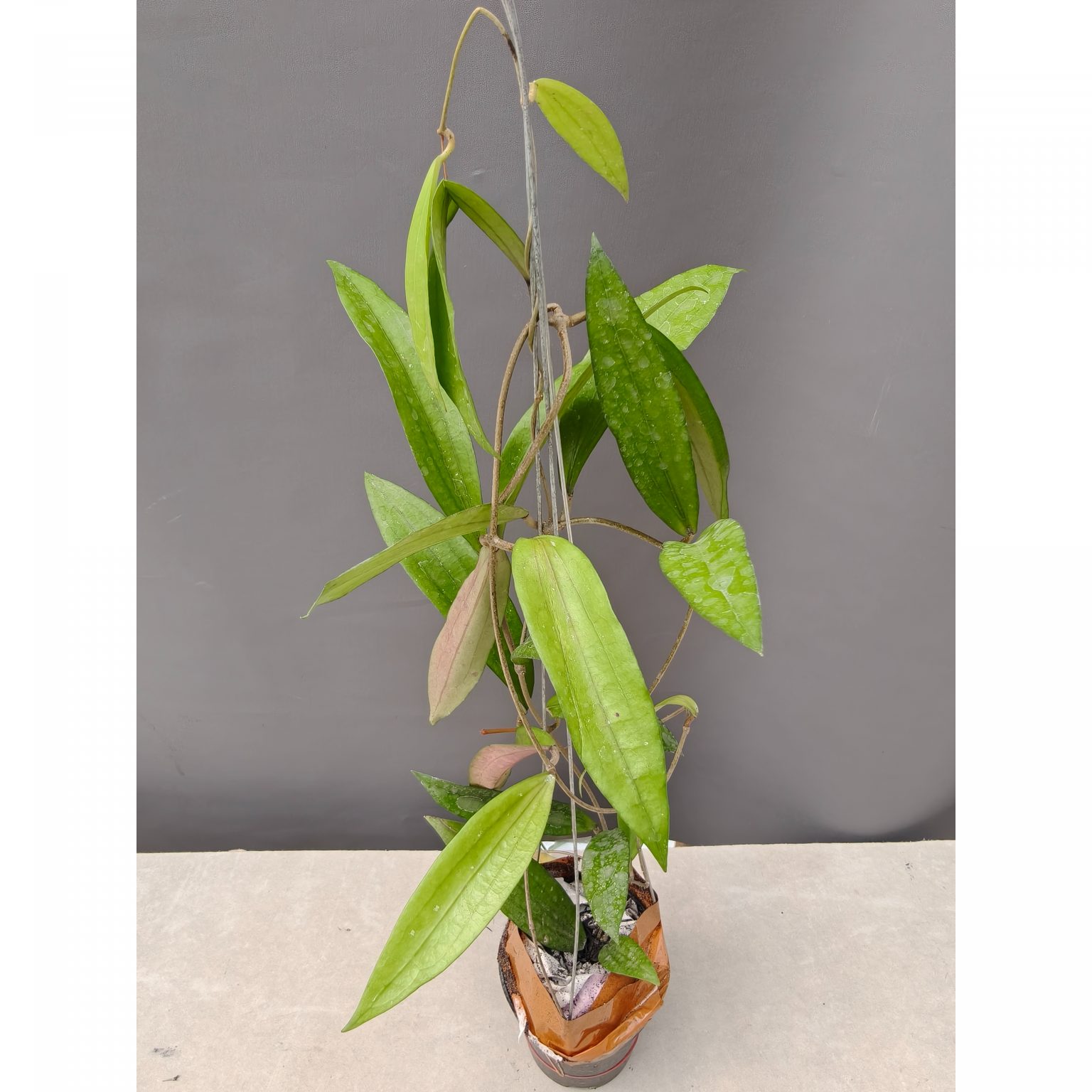 Hoya Rindu Raflesia