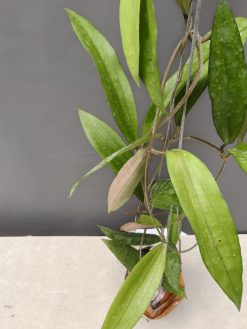 Hoya Rindu Raflesia