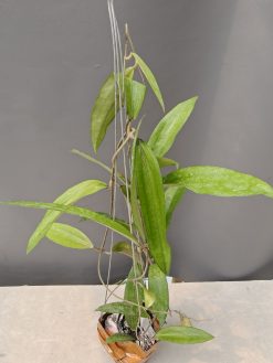 Hoya Rindu Raflesia