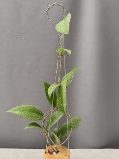 Hoya SP Aceh