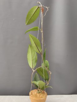 Hoya SP Aceh