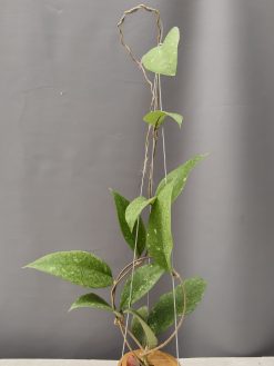 Hoya SP Aceh