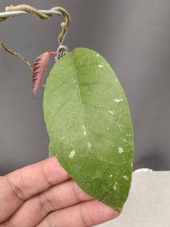 Hoya SP Aceh