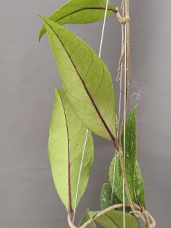 Hoya SP Aceh