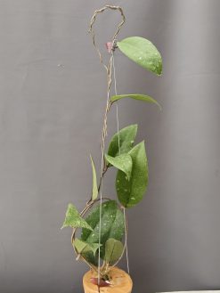 Hoya SP Aceh