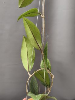 Hoya SP Aceh