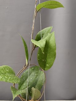 Hoya SP Aceh